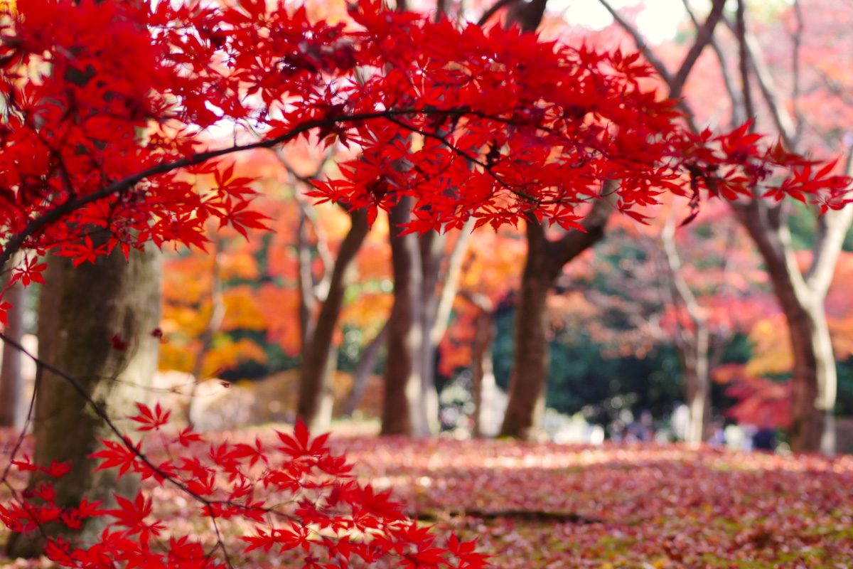 Hibiya Park