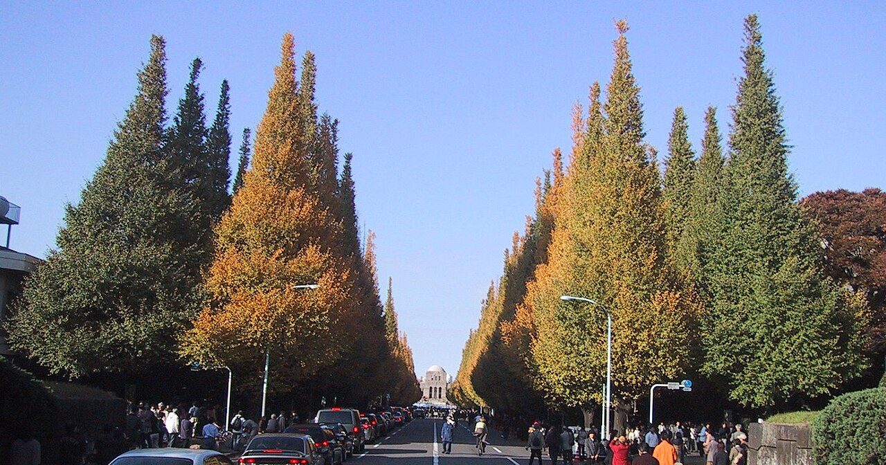 Jingu Gaien Ginkgo Avenue