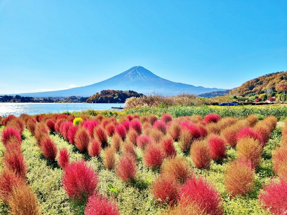 Oishi Park